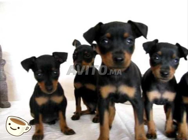 Caniche Pinscher 