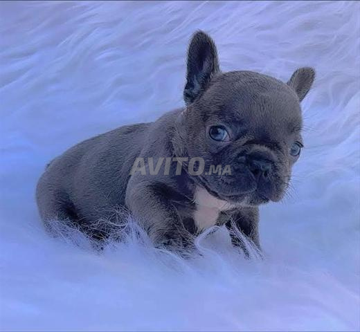 male et femelle bulldog blue  - 2