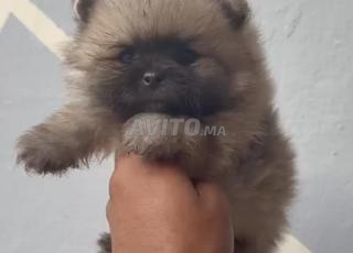 كلب صغير من نوع Spitz Loulou