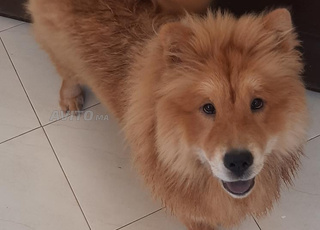 chienne femelle Chow Chow