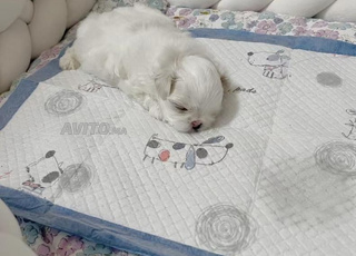 puppy bichon maltais 