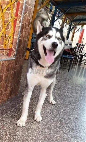 Husky sibérien 