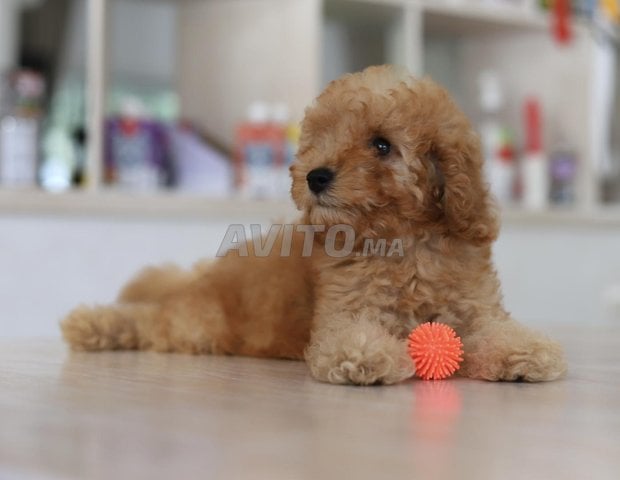 Chiot poodle miniature et toy pedigree 