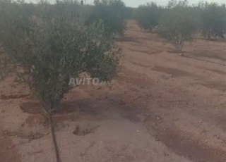 Terrain agricole à vendre 