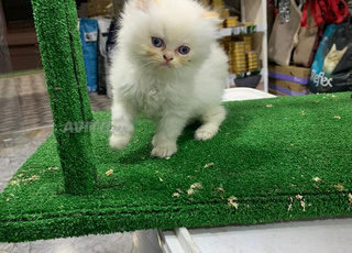 chaton persan pik face himalayenne yeux bleu 