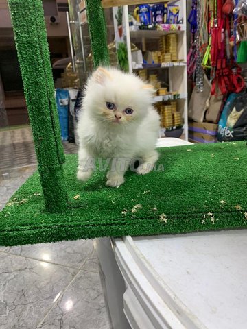 chaton persan pik face himalayenne yeux bleu 