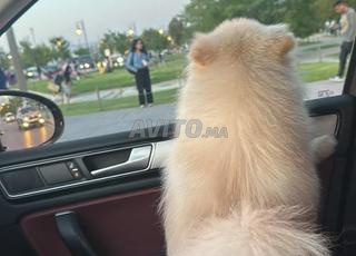 spitz pomeranian blanc