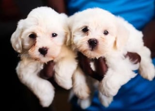 bichon maltais chien