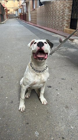 dog argentine femelle