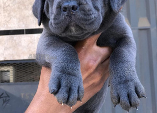 جراء الكين كورسو 