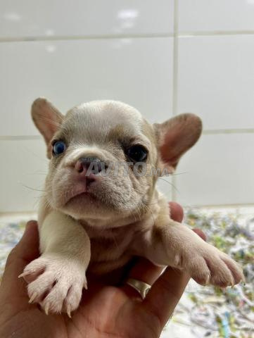 Bouledogues français exotiques  - 2