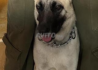 malinois beige 