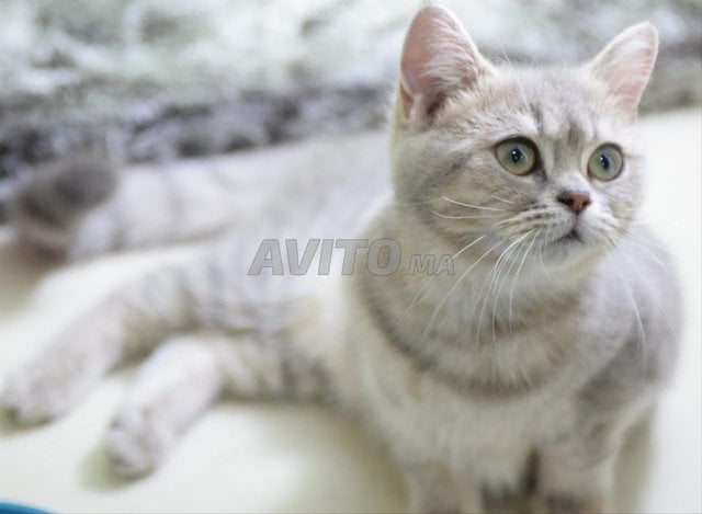 Chaton Scottish Straight Femelle 7 mois