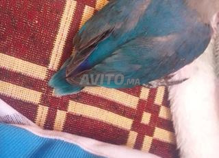  un inseparable bleu et dresser