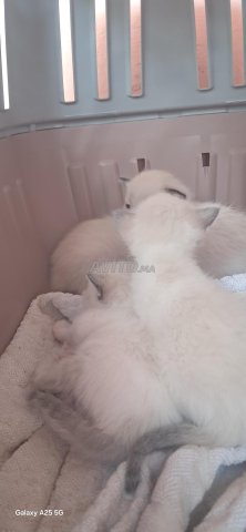 chat siamois 100 pur race 