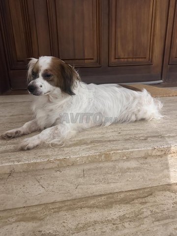 Petit chien adulte mâle