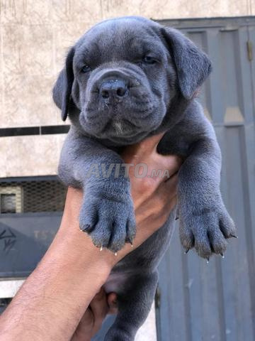 Chiots Cane Corso - 2