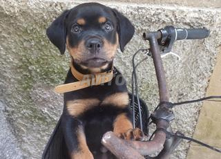 Rottweiler puppy 