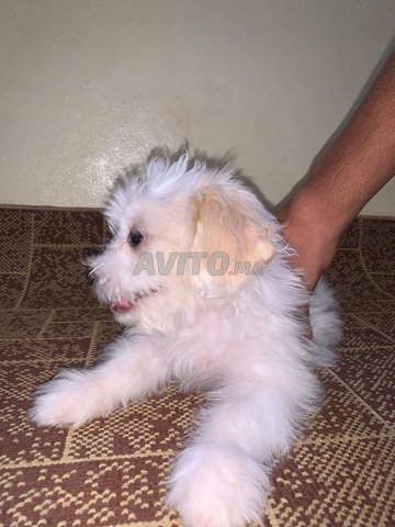 Caniche Bichon Maltais كانيش بيشون مالطي 