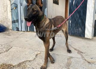 مالينوا أنثى 6 أشهر