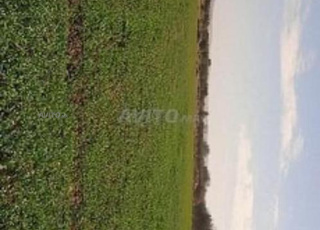 Terrain agricole plus d’un hectare 