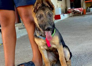 أنثى البيرجي ألمان 3 أشهر