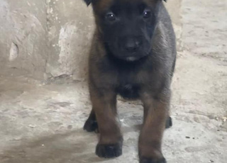 bebe choit malinois charbonne