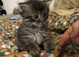 chaton bébé norvegein âge 40 jour 