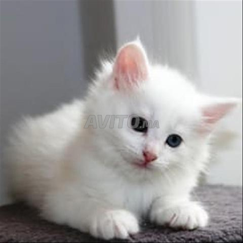 chaton bébé norvegein âge 40 jour  - 2