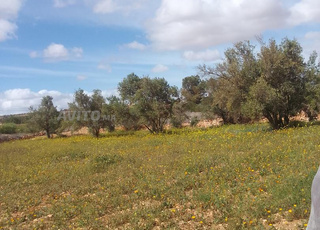 ارض في تفتاشت