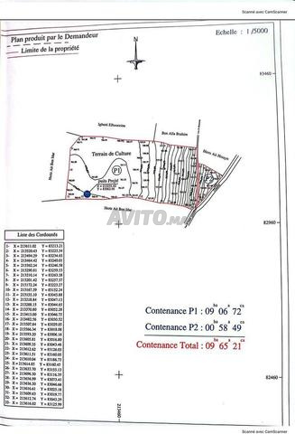 Vente terrain à Dar Jamaa.  Superficie 100000 m²