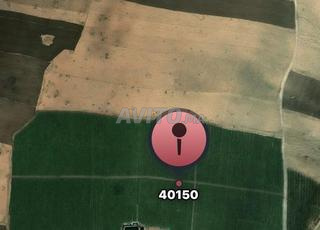 Loue terrain à Dar Jamaa. Superficie 100000 m²