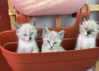 قطط السيامو / chats siamois / Siamese cats 