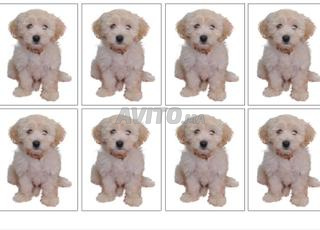 Chiens bichon havanais