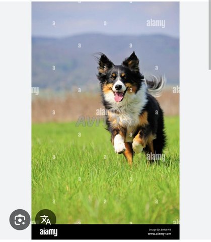 Cherche chien pr ferme