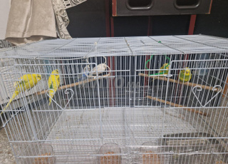 oiseaux peruche avec cage grand taille.