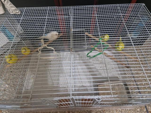 oiseaux peruche avec cage grand taille. - 2