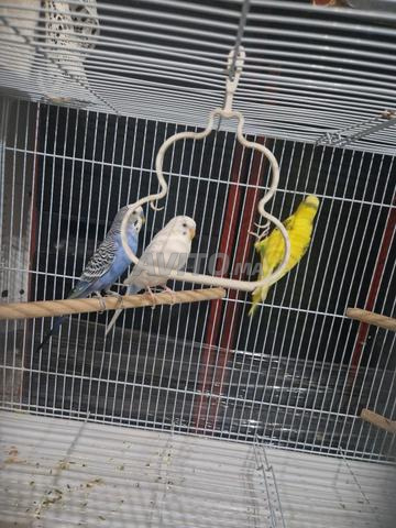 4peruche à vendre avec cage.فراخ للبيع مع القفص - 2