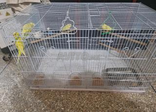 4peruche à vendre avec cage.فراخ للبيع مع القفص