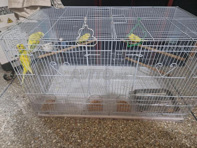 4peruche à vendre avec cage.فراخ للبيع مع القفص