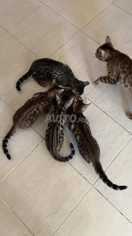 Chaton Bengal