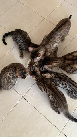Chaton Bengal