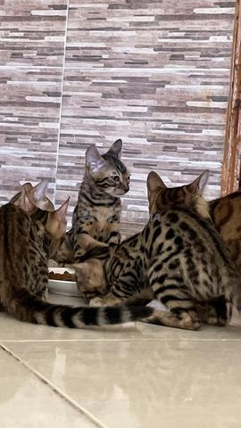 Chaton Bengal
