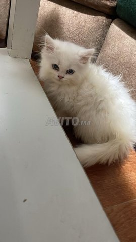 chatons à vendre