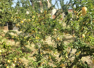 بيع أرض فلاحية فيها منزل من طابقين