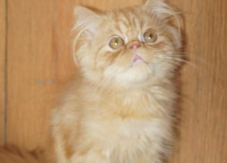 Persan a vendre avec accessoires