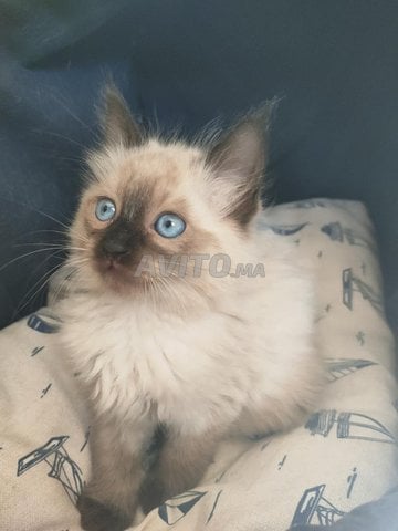 SIAMOIS HIMALAYENS سيامي همالايا بشعر طويل