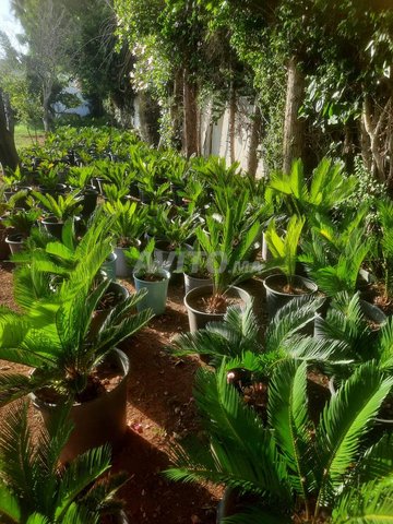 vente cycas