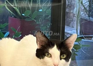 Chat à donner 