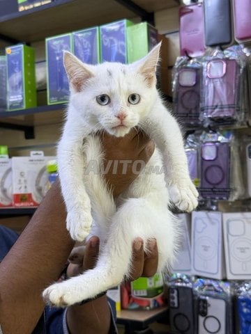 mâle angora yeux bleu 